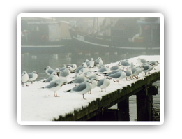 Winteridylle